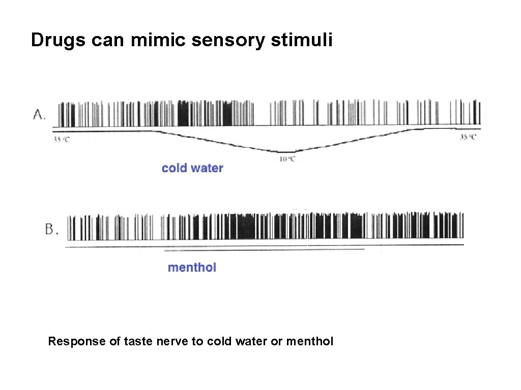 Drugs can mimic sensory stimuli Response of taste nerve to cold water or menthol