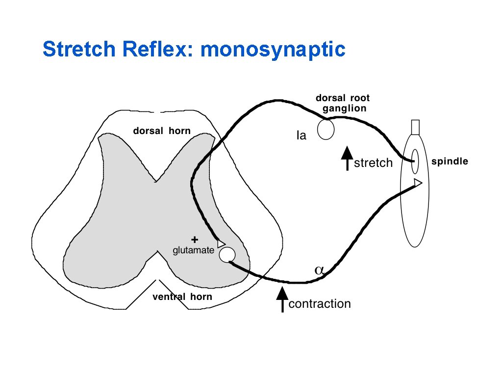 Stretch Reflex: monosynaptic 
