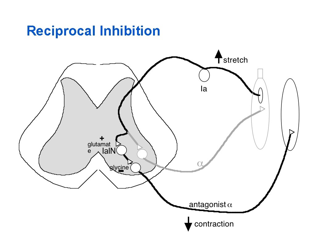 Reciprocal Inhibition 