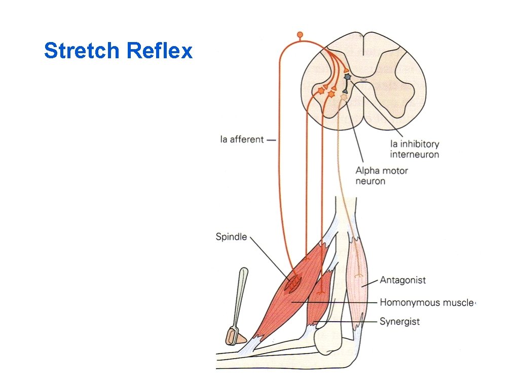Stretch Reflex 