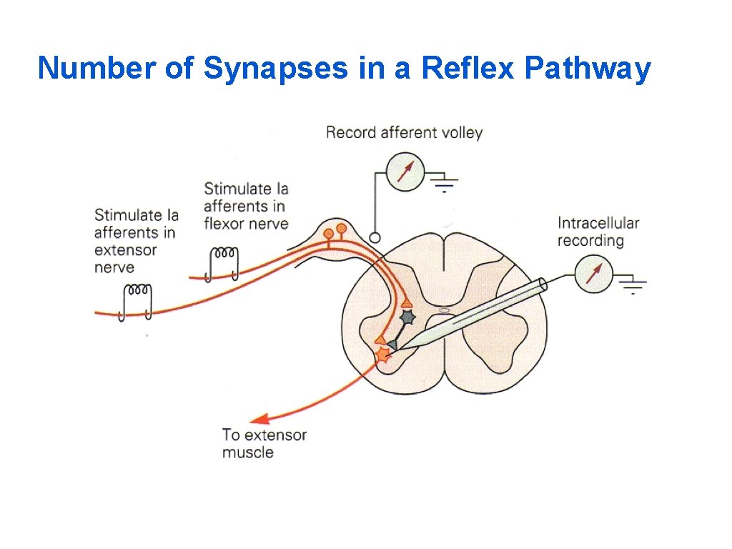 Number of Synapses in a Reflex Pathway 