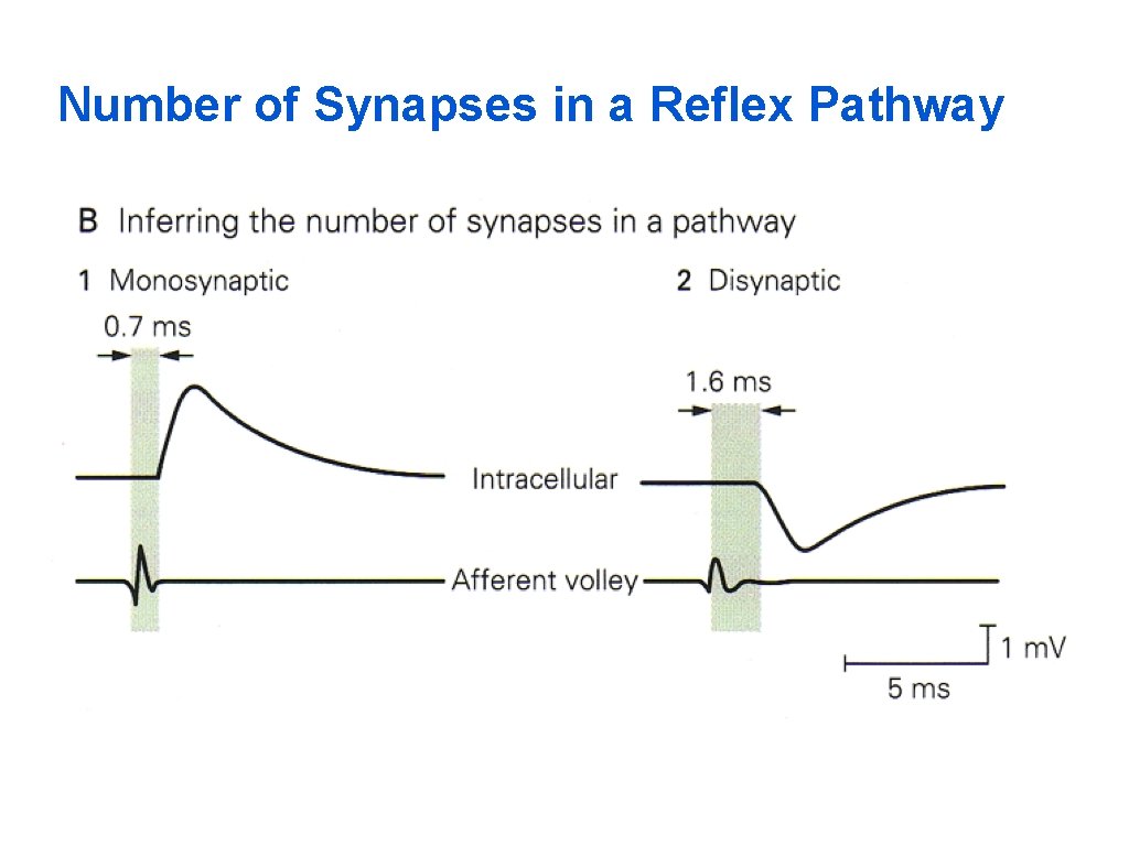 Number of Synapses in a Reflex Pathway 