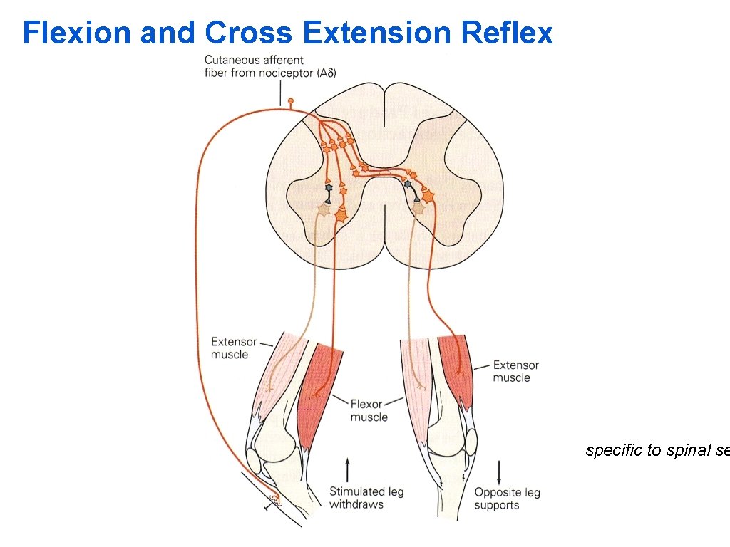 Flexion and Cross Extension Reflex specific to spinal se 