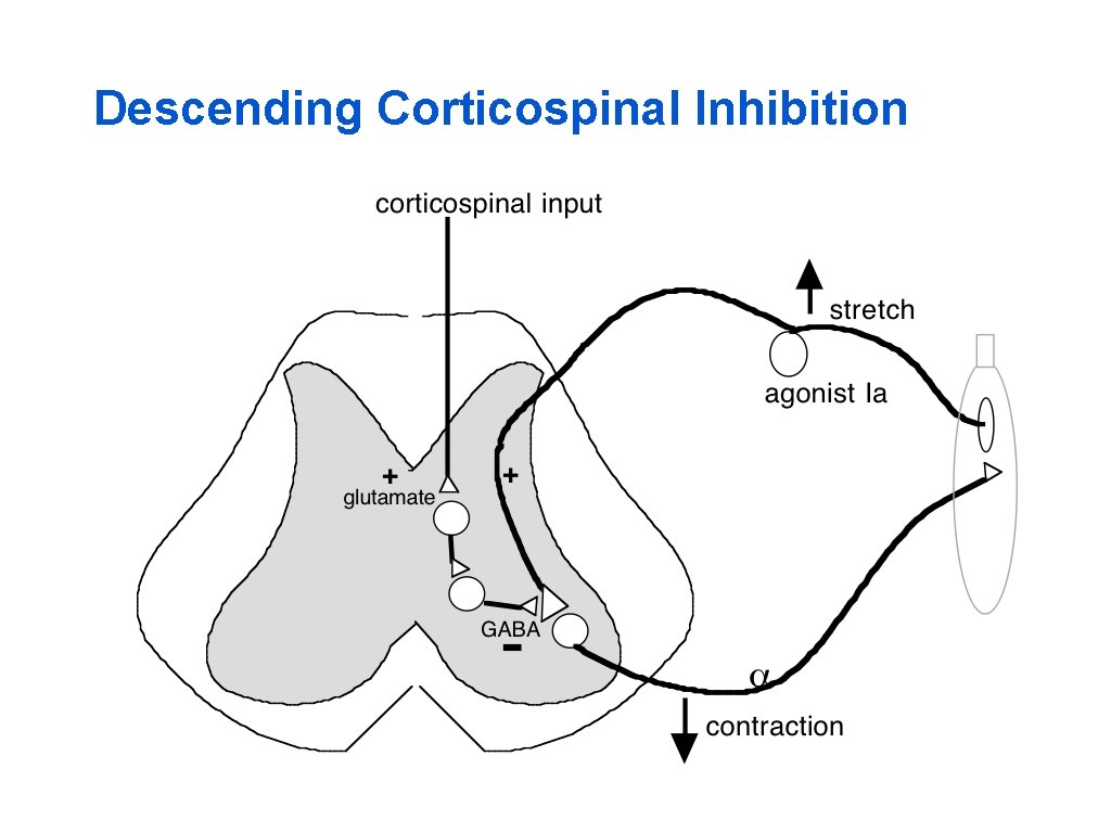 Descending Corticospinal Inhibition 