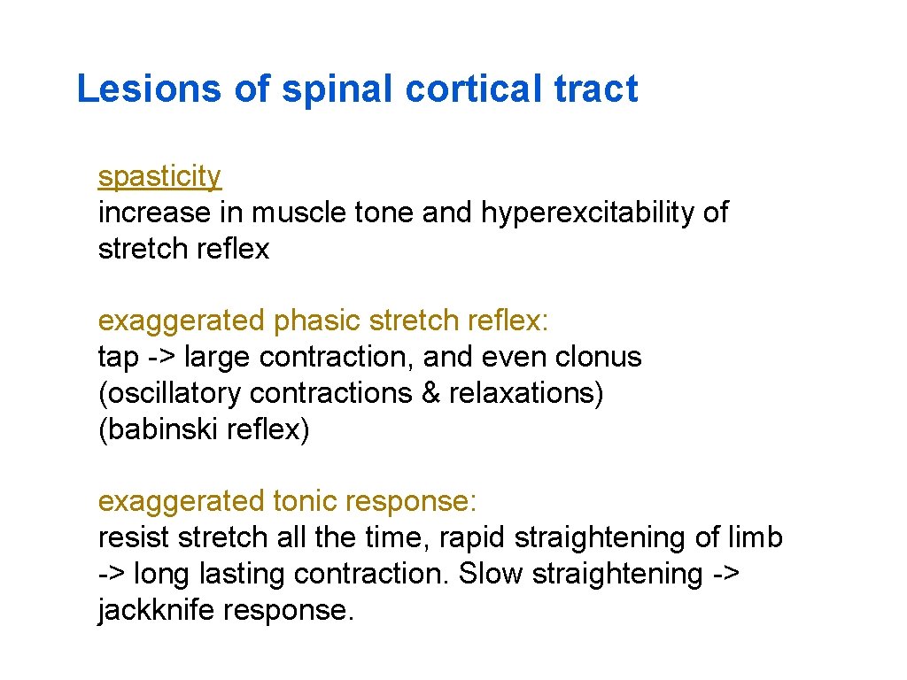 Lesions of spinal cortical tract spasticity increase in muscle tone and hyperexcitability of stretch