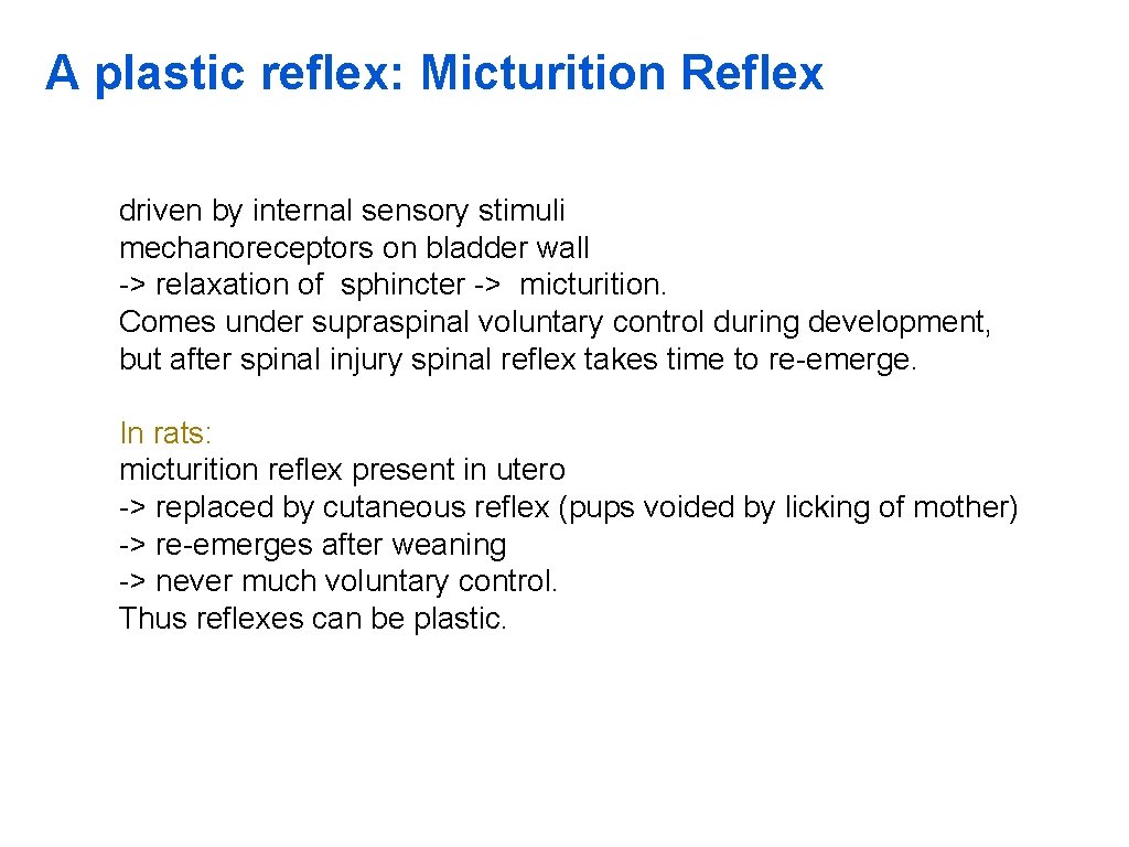 A plastic reflex: Micturition Reflex driven by internal sensory stimuli mechanoreceptors on bladder wall