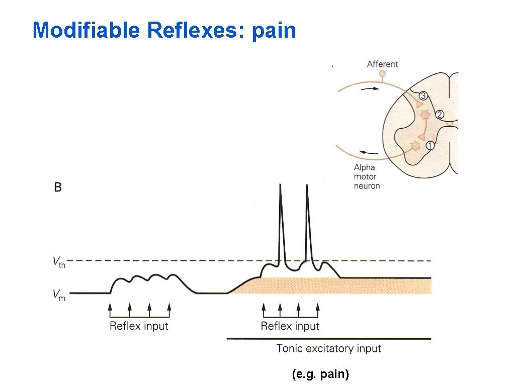 Modifiable Reflexes: pain (e. g. pain) 