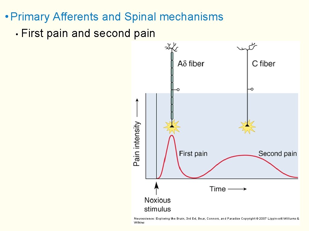  • Primary Afferents and Spinal mechanisms • First pain and second pain 