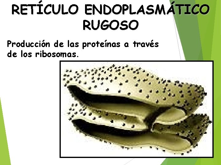 RETÍCULO ENDOPLASMÁTICO RUGOSO Producción de las proteínas a través de los ribosomas. 