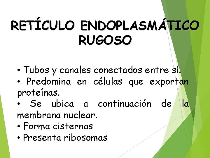 RETÍCULO ENDOPLASMÁTICO RUGOSO • Tubos y canales conectados entre sí. • Predomina en células