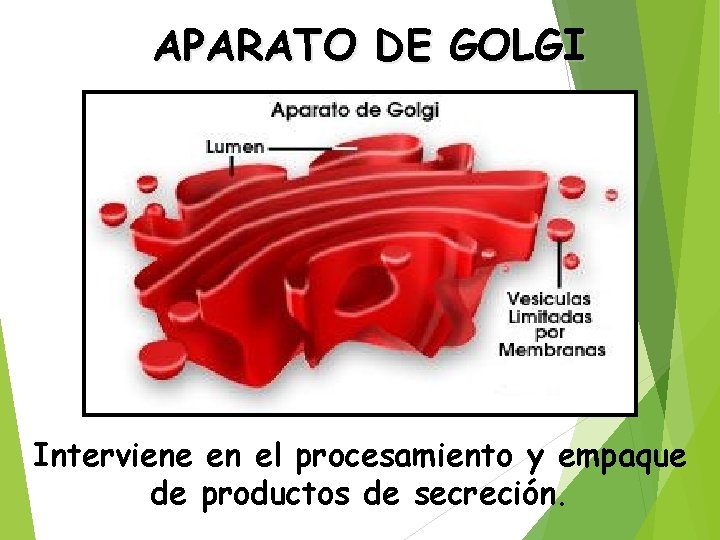 APARATO DE GOLGI Interviene en el procesamiento y empaque de productos de secreción. 