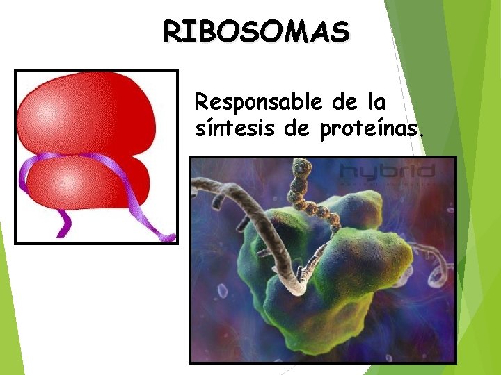 RIBOSOMAS Responsable de la síntesis de proteínas. 