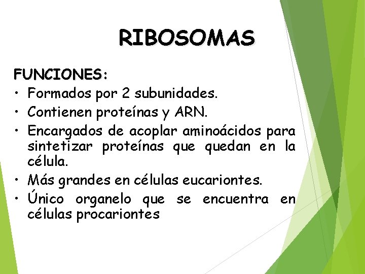 RIBOSOMAS FUNCIONES: • Formados por 2 subunidades. • Contienen proteínas y ARN. • Encargados