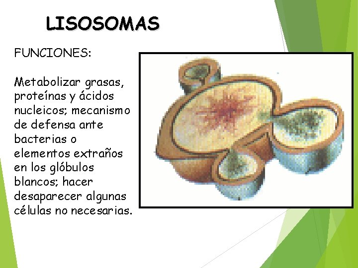 LISOSOMAS FUNCIONES: Metabolizar grasas, proteínas y ácidos nucleicos; mecanismo de defensa ante bacterias o