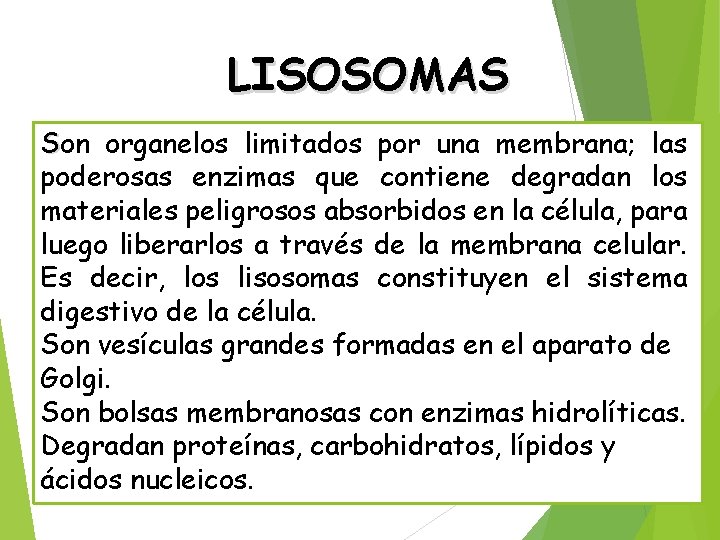 LISOSOMAS Son organelos limitados por una membrana; las poderosas enzimas que contiene degradan los