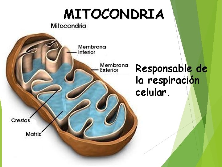 MITOCONDRIA Responsable de la respiración celular. 