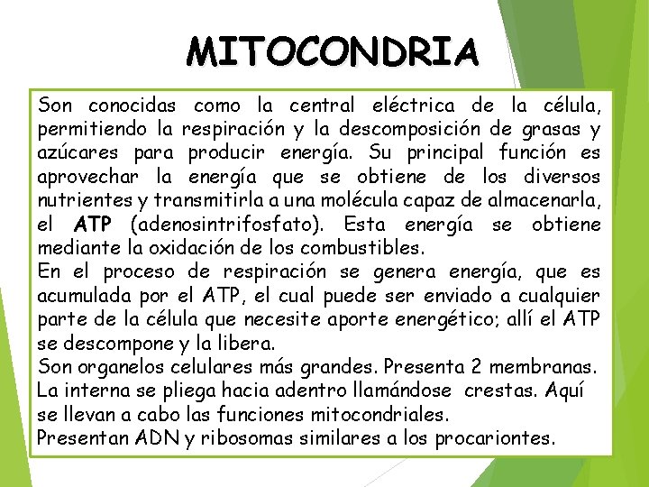 MITOCONDRIA Son conocidas como la central eléctrica de la célula, permitiendo la respiración y