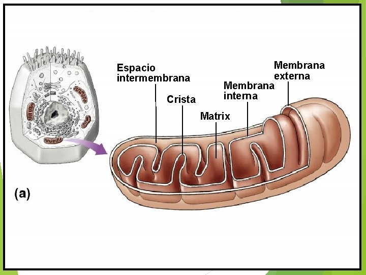 Espacio intermembrana Crista Membrana externa Membrana interna Matrix 