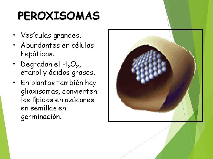 PEROXISOMAS • Vesículas grandes. • Abundantes en células hepáticas. • Degradan el H 2