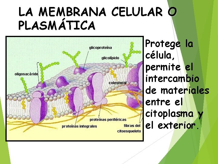 LA MEMBRANA CELULAR O PLASMÁTICA Protege la célula, permite el intercambio de materiales entre