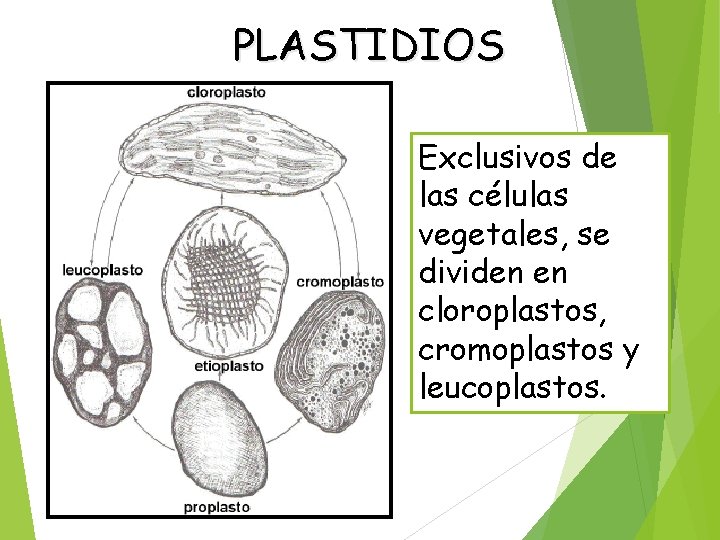 PLASTIDIOS Exclusivos de las células vegetales, se dividen en cloroplastos, cromoplastos y leucoplastos. 