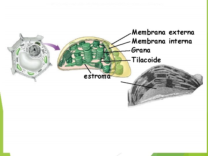 Membrana externa Membrana interna Grana Tilacoide estroma 