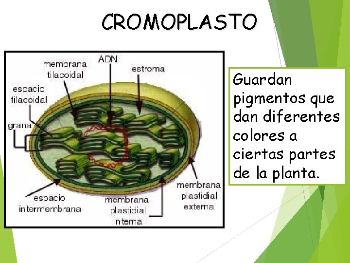 CROMOPLASTO Guardan pigmentos que dan diferentes colores a ciertas partes de la planta. 