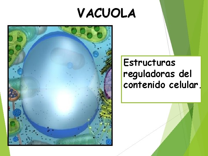 VACUOLA Estructuras reguladoras del contenido celular. 