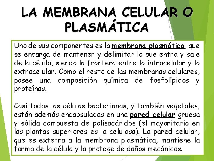 LA MEMBRANA CELULAR O PLASMÁTICA Uno de sus componentes es la membrana plasmática, que