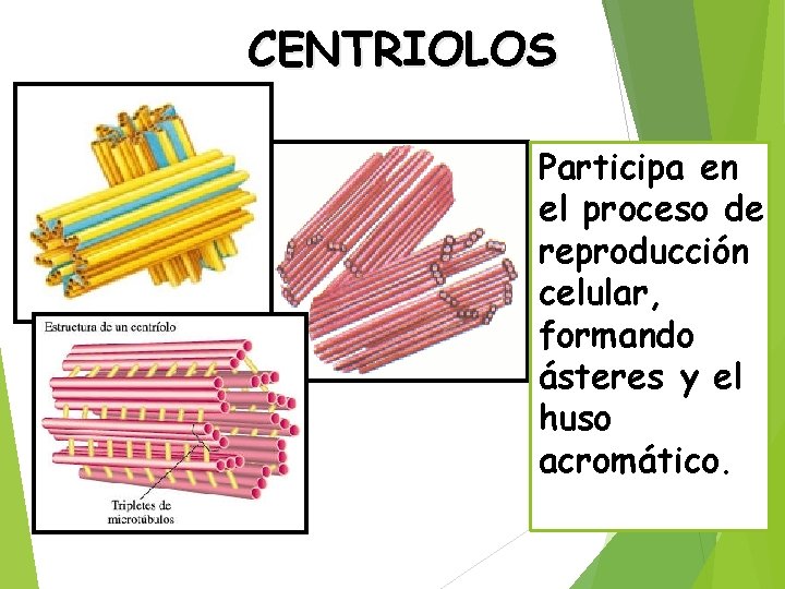 CENTRIOLOS Participa en el proceso de reproducción celular, formando ásteres y el huso acromático.