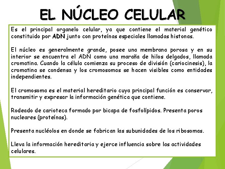 EL NÚCLEO CELULAR Es el principal organelo celular, ya que contiene el material genético