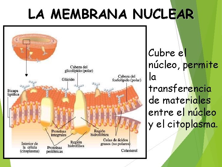 LA MEMBRANA NUCLEAR Cubre el núcleo, permite la transferencia de materiales entre el núcleo