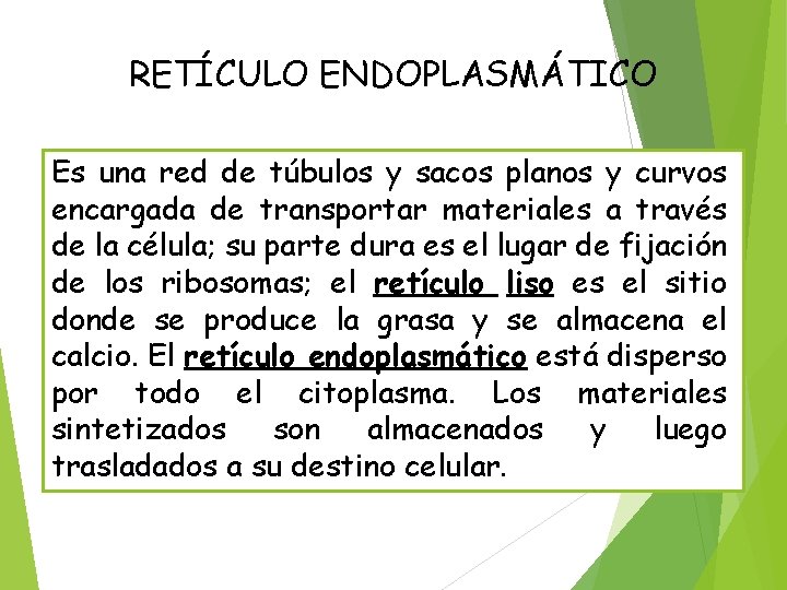 RETÍCULO ENDOPLASMÁTICO Es una red de túbulos y sacos planos y curvos encargada de