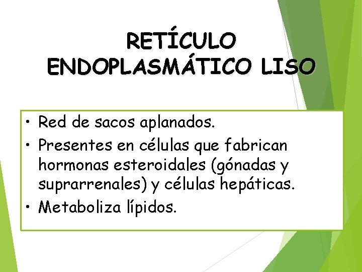 RETÍCULO ENDOPLASMÁTICO LISO • Red de sacos aplanados. • Presentes en células que fabrican