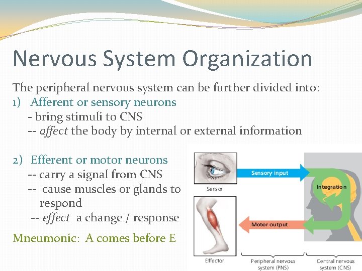 Nervous System Organization The peripheral nervous system can be further divided into: 1) Afferent Nervous System Organization The peripheral nervous system can be further divided into: 1) Afferent
