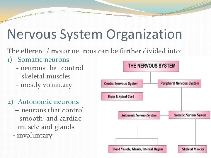 Nervous System Organization The efferent / motor neurons can be further divided into: 1) Nervous System Organization The efferent / motor neurons can be further divided into: 1)