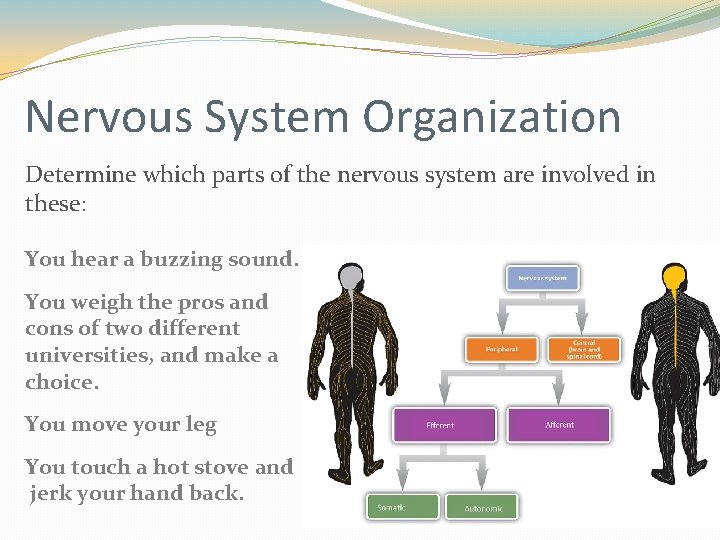 Nervous System Organization Determine which parts of the nervous system are involved in these: Nervous System Organization Determine which parts of the nervous system are involved in these: