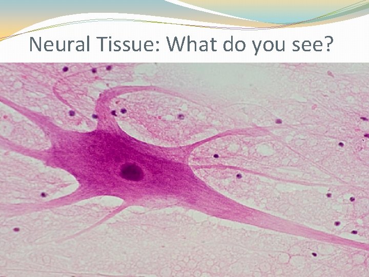 Neural Tissue: What do you see? Neural Tissue: What do you see?