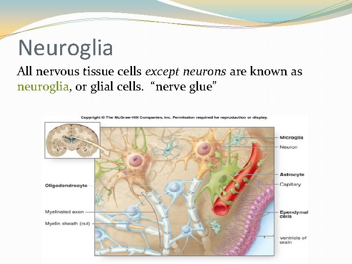 Neuroglia All nervous tissue cells except neurons are known as neuroglia, or glial cells. Neuroglia All nervous tissue cells except neurons are known as neuroglia, or glial cells.
