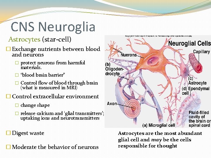 CNS Neuroglia Astrocytes (star-cell) � Exchange nutrients between blood and neurons � protect neurons CNS Neuroglia Astrocytes (star-cell) � Exchange nutrients between blood and neurons � protect neurons
