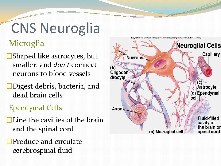 CNS Neuroglia Microglia �Shaped like astrocytes, but smaller, and don’t connect neurons to blood CNS Neuroglia Microglia �Shaped like astrocytes, but smaller, and don’t connect neurons to blood