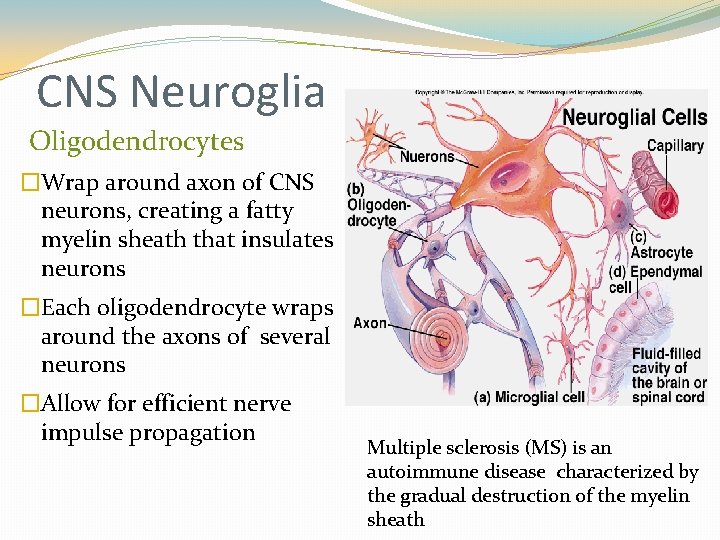 CNS Neuroglia Oligodendrocytes �Wrap around axon of CNS neurons, creating a fatty myelin sheath CNS Neuroglia Oligodendrocytes �Wrap around axon of CNS neurons, creating a fatty myelin sheath