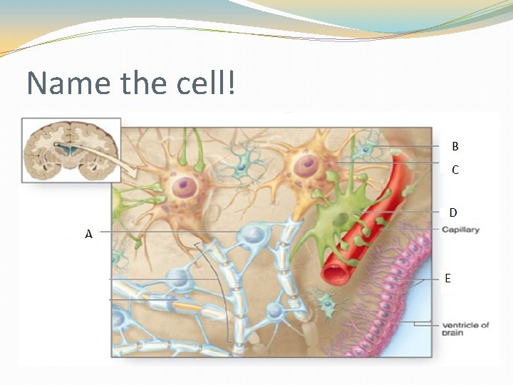 Name the cell! Name the cell!