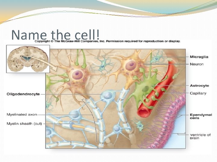 Name the cell! Name the cell!