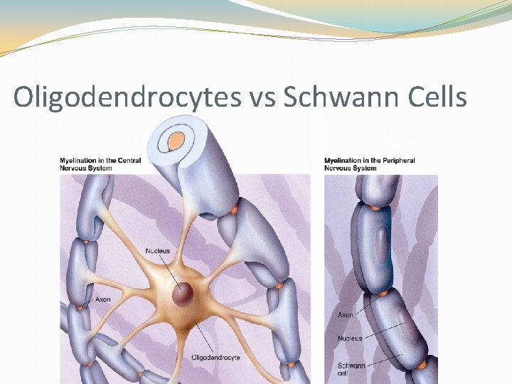 Oligodendrocytes vs Schwann Cells Oligodendrocytes vs Schwann Cells
