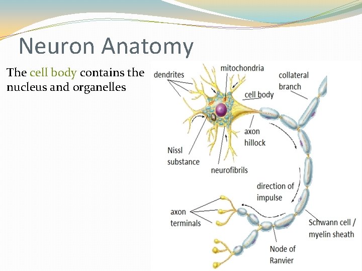 Neuron Anatomy The cell body contains the nucleus and organelles Neuron Anatomy The cell body contains the nucleus and organelles