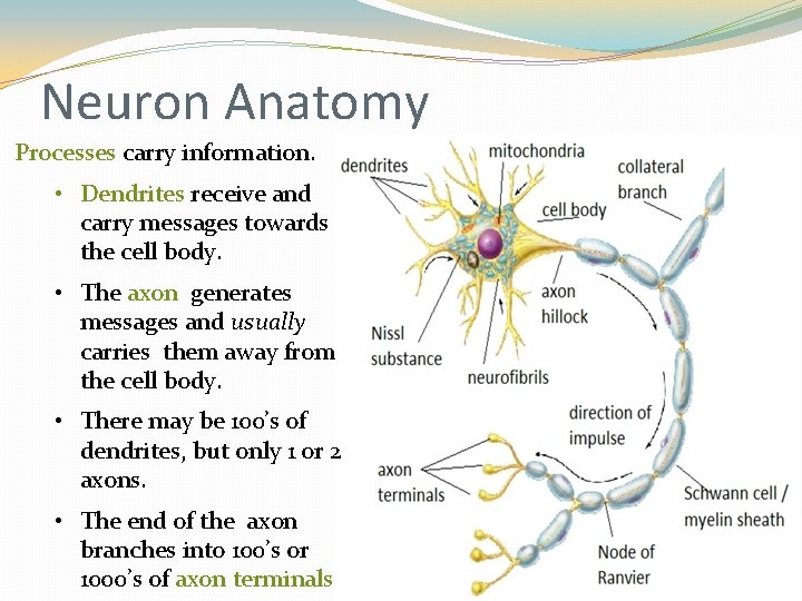 Neuron Anatomy Processes carry information. • Dendrites receive and carry messages towards the cell Neuron Anatomy Processes carry information. • Dendrites receive and carry messages towards the cell