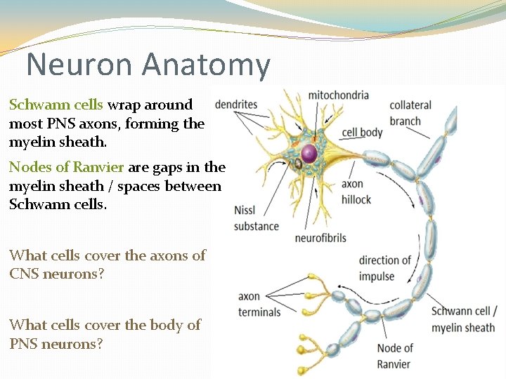 Neuron Anatomy Schwann cells wrap around most PNS axons, forming the myelin sheath. Nodes Neuron Anatomy Schwann cells wrap around most PNS axons, forming the myelin sheath. Nodes