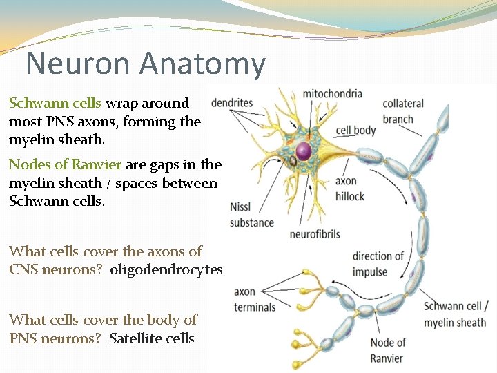 Neuron Anatomy Schwann cells wrap around most PNS axons, forming the myelin sheath. Nodes Neuron Anatomy Schwann cells wrap around most PNS axons, forming the myelin sheath. Nodes