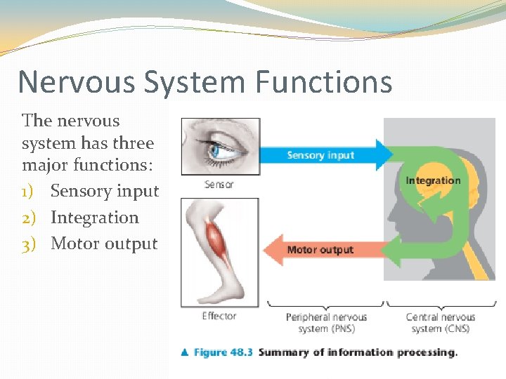 Nervous System Functions The nervous system has three major functions: 1) Sensory input 2) Nervous System Functions The nervous system has three major functions: 1) Sensory input 2)